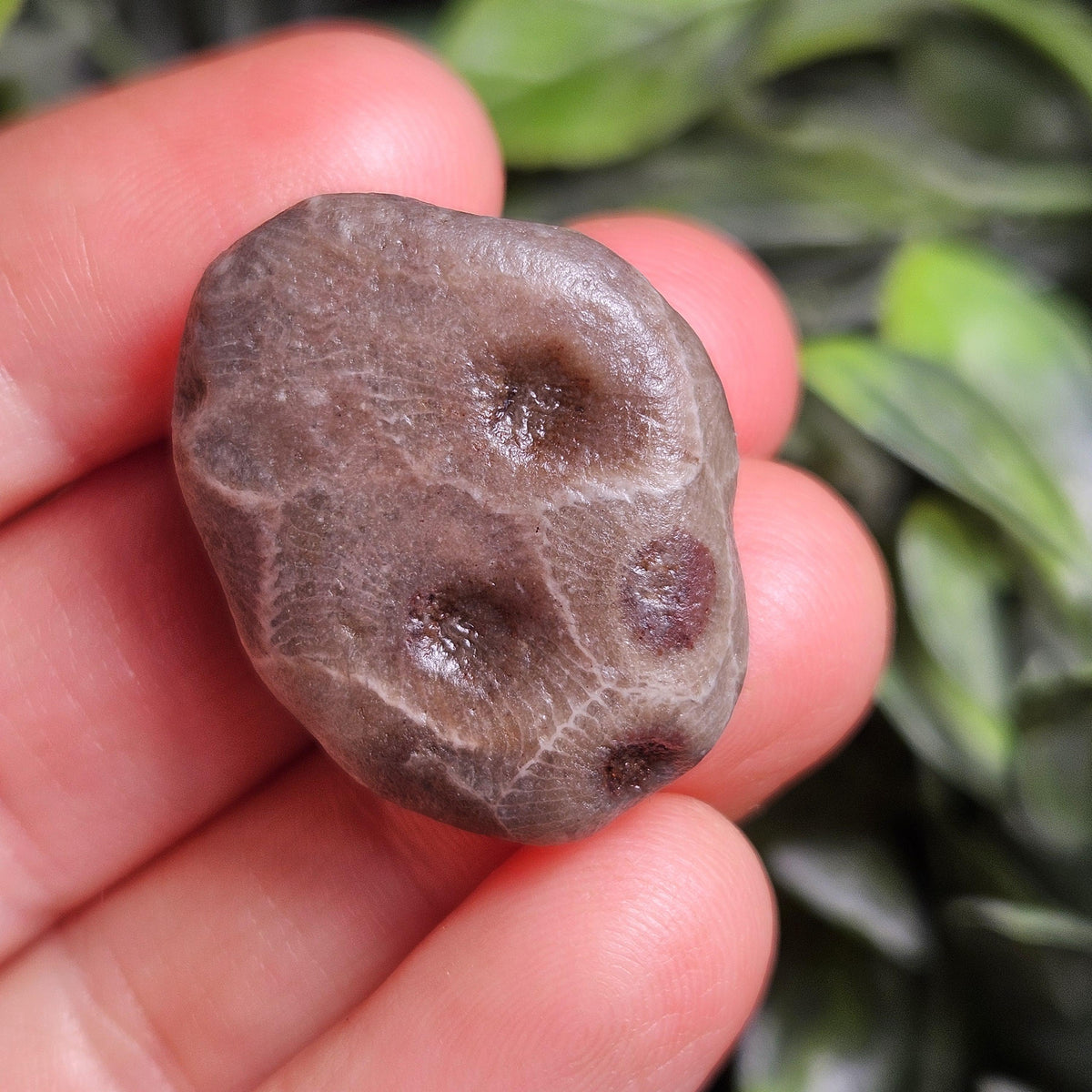 Petoskey Stones (Choose Your Weight) Natural Raw Specimens from Michigan
