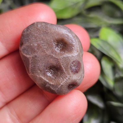 Petoskey Stones (Choose Your Weight) Natural Raw Specimens from Michigan