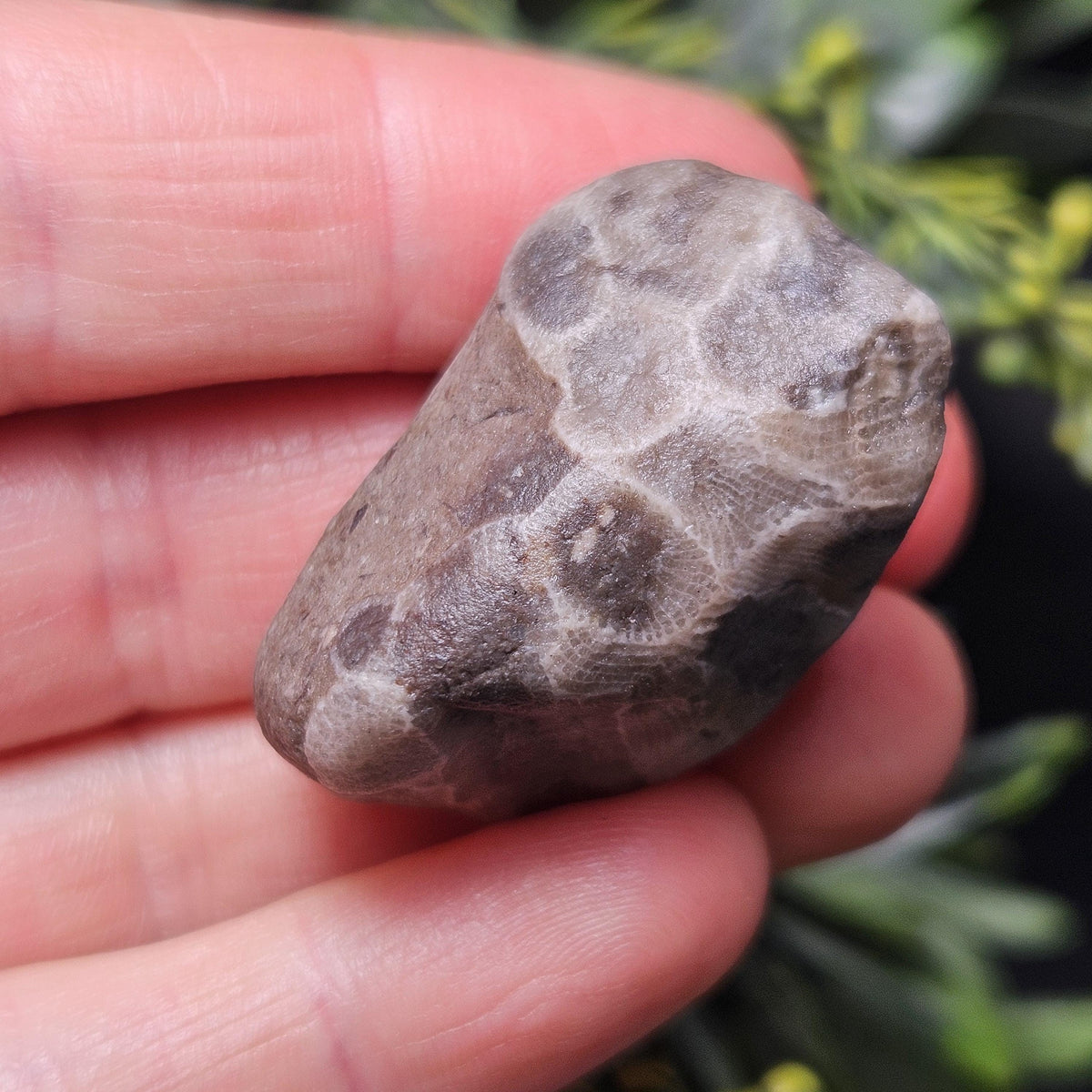 Petoskey Stones (Choose Your Weight) Natural Raw Specimens from Michigan