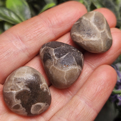Petoskey Stones (Choose Your Weight) Natural Raw Specimens from Michigan