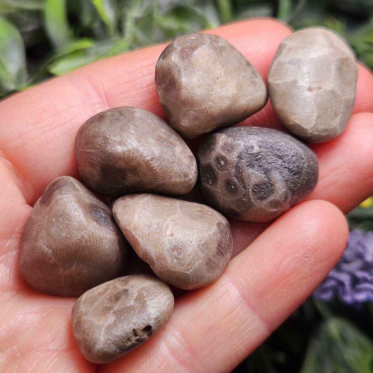 Petoskey Stones (Choose Your Weight) Natural Raw Specimens from Michigan