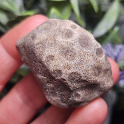 Petoskey Stones (Choose Your Weight) Natural Raw Specimens from Michigan