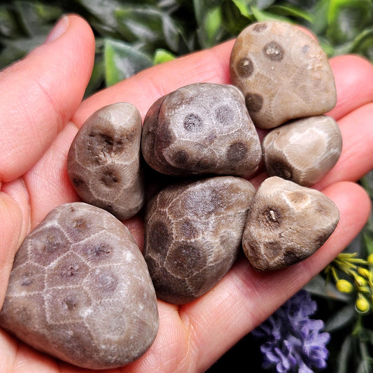Petoskey Stones (Choose Your Weight) Natural Raw Specimens from Michigan