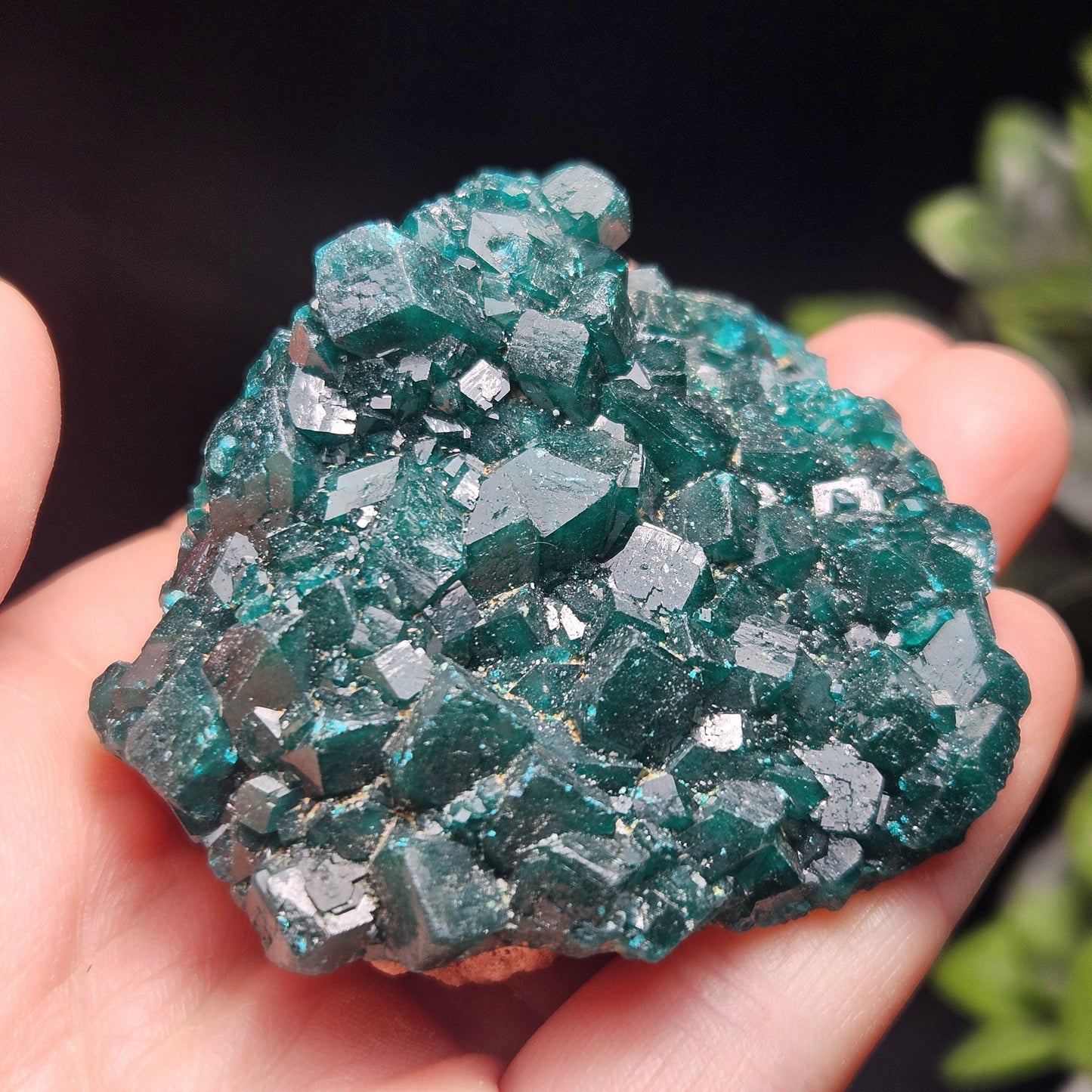 Dioptase Crystal Cluster from Congo 95.65g