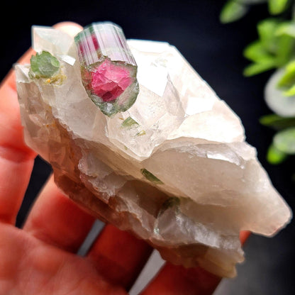 Watermelon Tourmaline on Quartz 166.23g, Terminated Bicolored Brazilian Tourmaline Specimen, Watermelon Tourmaline Crystal, Pink Tourmaline