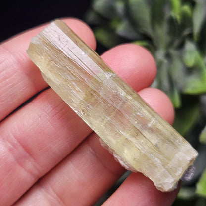 Terminated Heliodor Crystal 12.71g, Rainbow Inclusion, AAA Golden Beryl