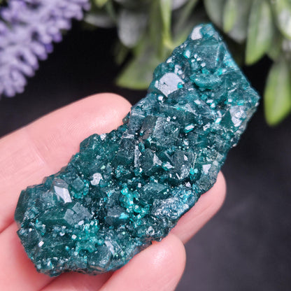 Dioptase Crystal Cluster from Congo 33.13g