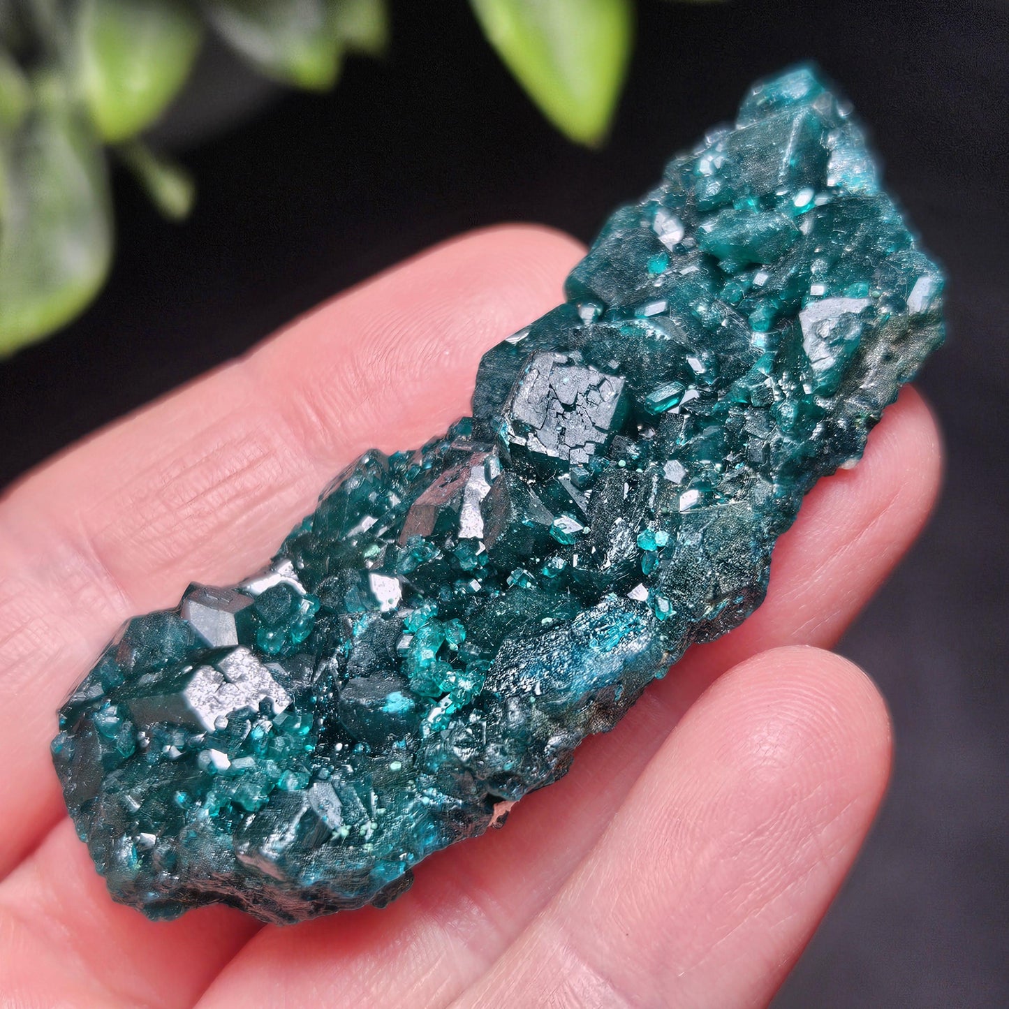 Dioptase Crystal Cluster from Congo 33.13g
