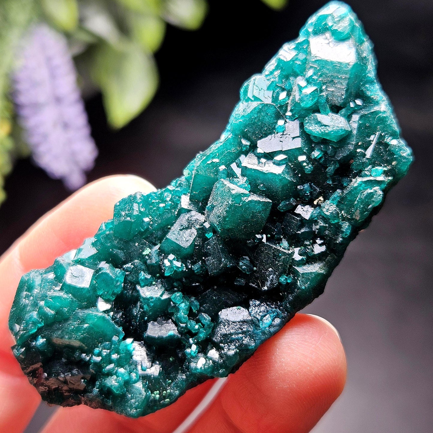 Dioptase Crystal Cluster from Congo 33.13g