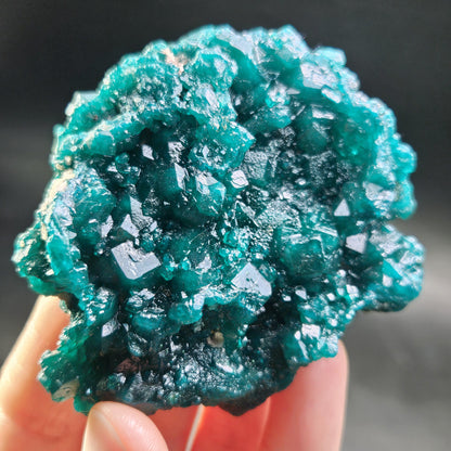 Dioptase Crystal Cluster from Congo 81.09g