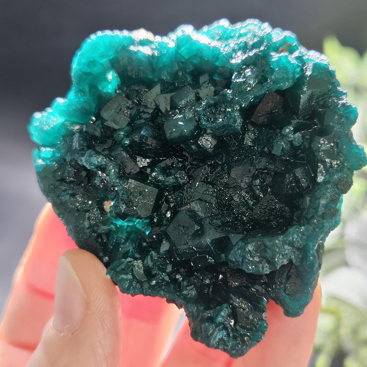 Dioptase Crystal Cluster from Congo 81.09g