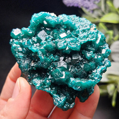 Dioptase Crystal Cluster from Congo 81.09g