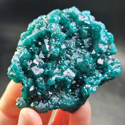 Dioptase Crystal Cluster from Congo 81.09g