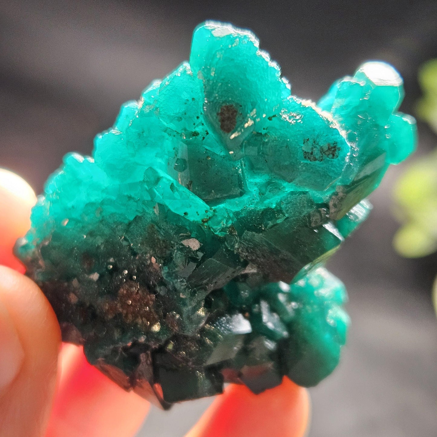 Dioptase Crystal Cluster from Congo 39.69g