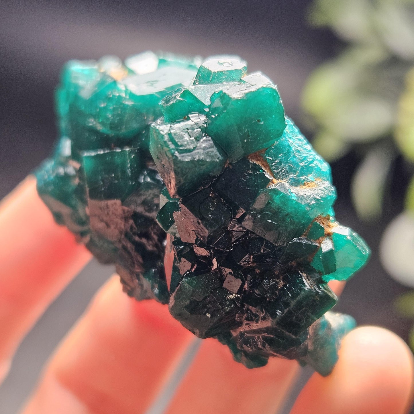 Dioptase Crystal Cluster from Congo 39.69g