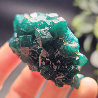 Dioptase Crystal Cluster from Congo 39.69g