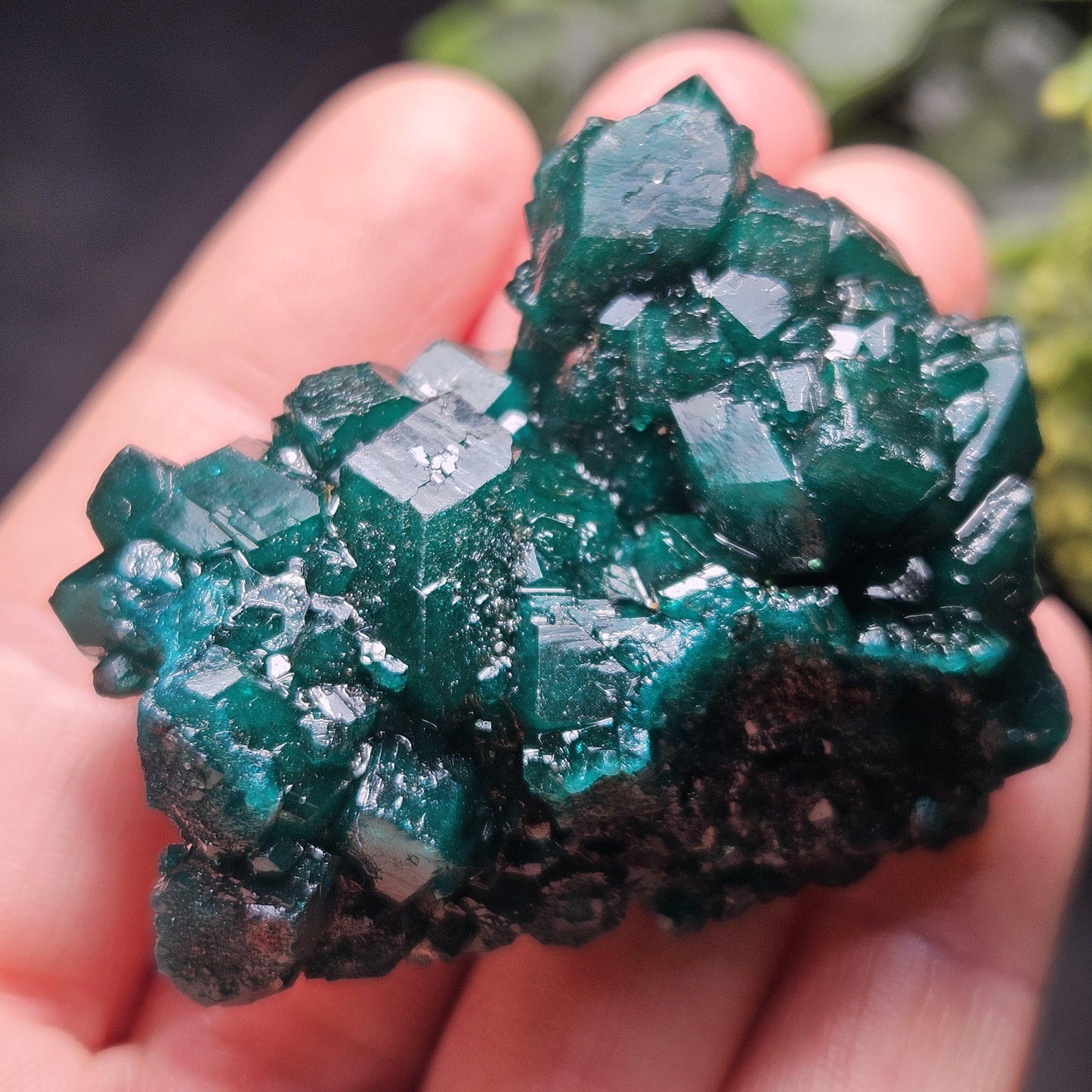 Dioptase Crystal Cluster from Congo 39.69g