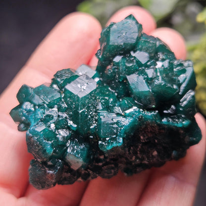 Dioptase Crystal Cluster from Congo 39.69g