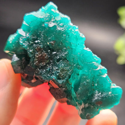 Dioptase Crystal Cluster from Congo 39.69g