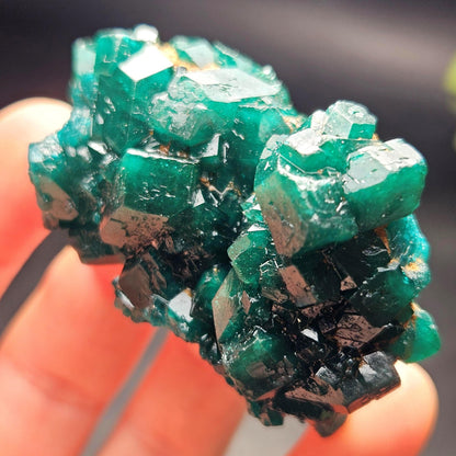 Dioptase Crystal Cluster from Congo 39.69g