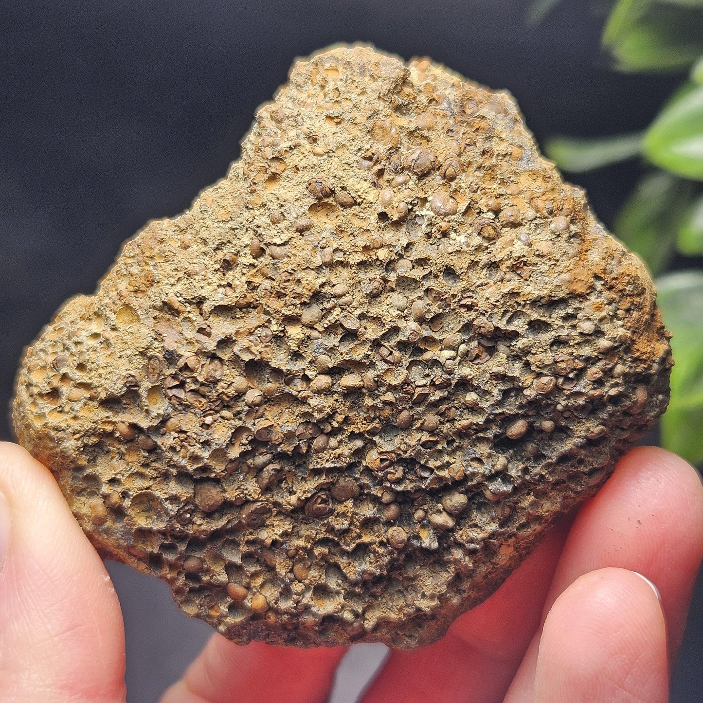 Vivianite Crystal Cluster 135.93g, Vivianite Specimen, Raw Blue