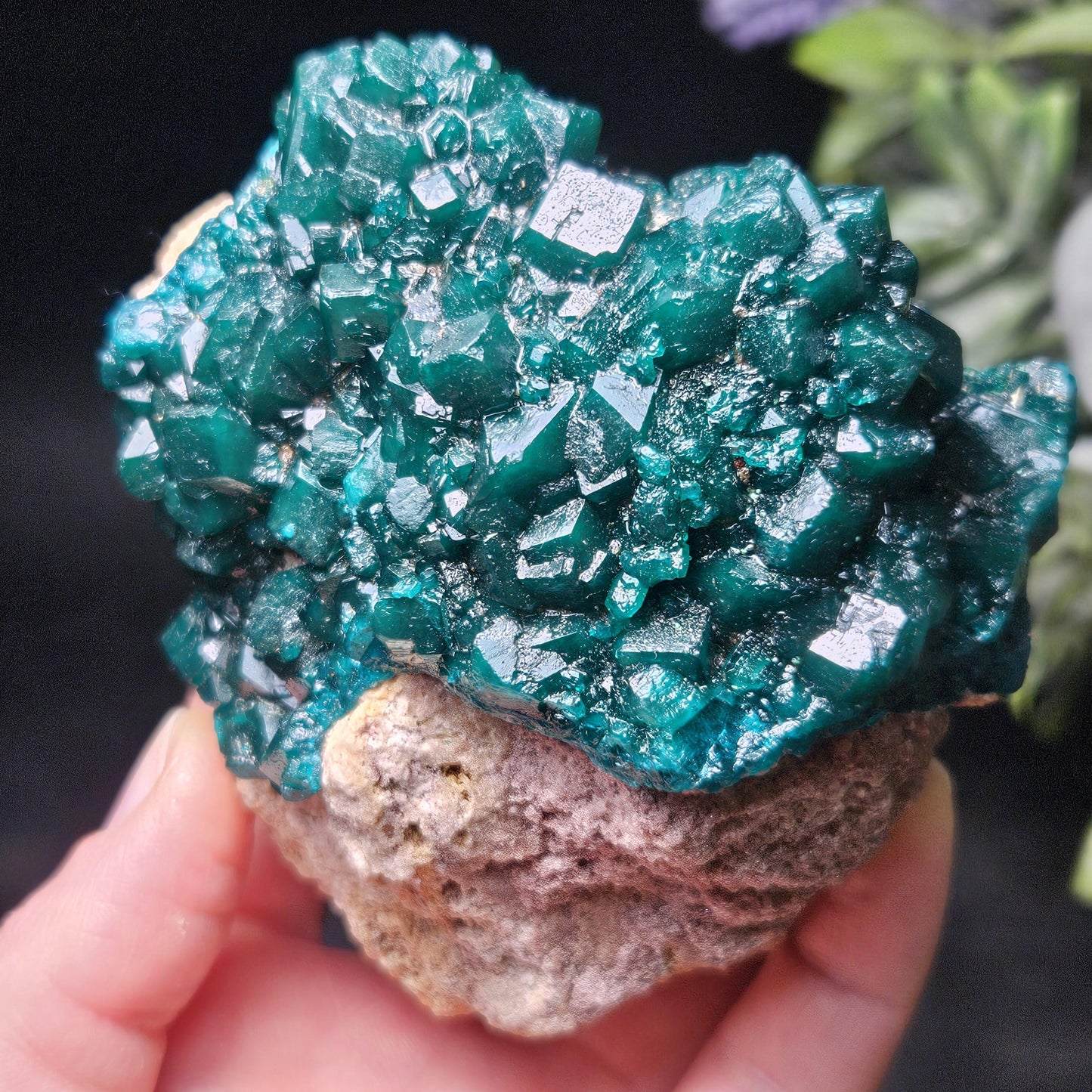 Dioptase Crystal Cluster from Congo 321g