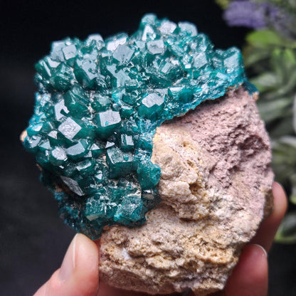 Dioptase Crystal Cluster from Congo 321g