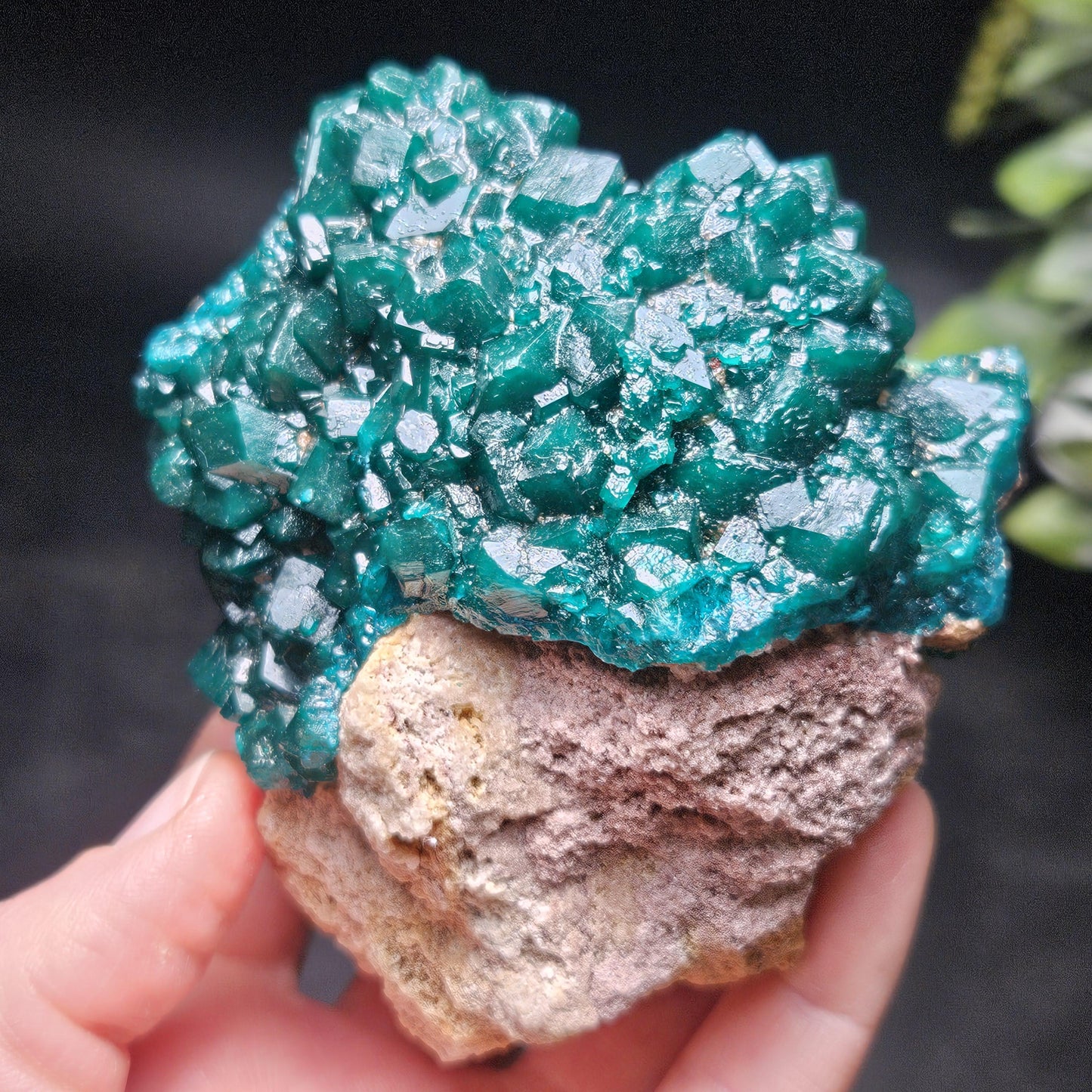 Dioptase Crystal Cluster from Congo 321g