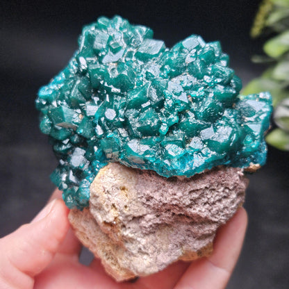 Dioptase Crystal Cluster from Congo 321g