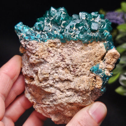 Dioptase Crystal Cluster from Congo 321g