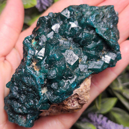 Dioptase Crystal Cluster from Congo 145.35g