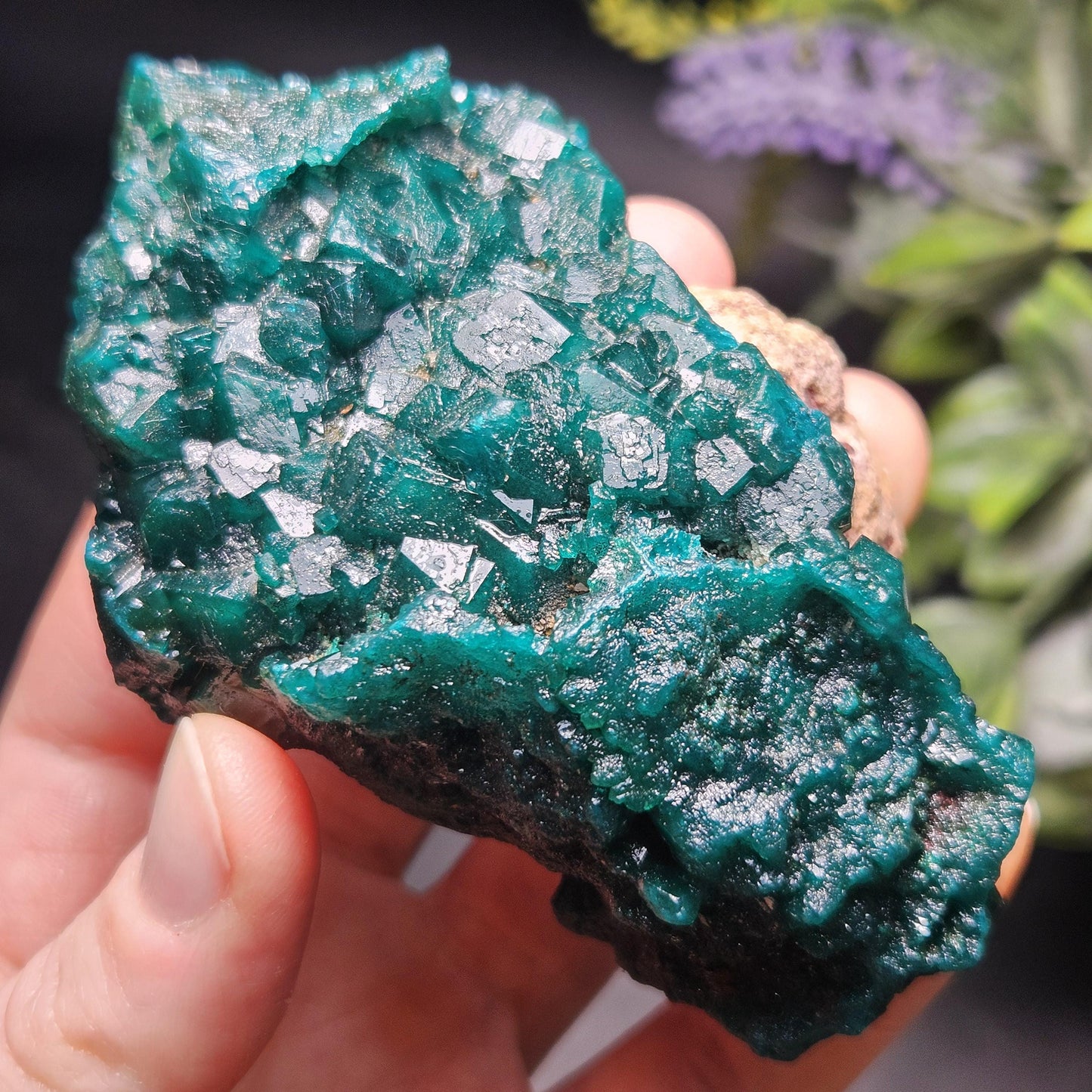 Dioptase Crystal Cluster from Congo 145.35g