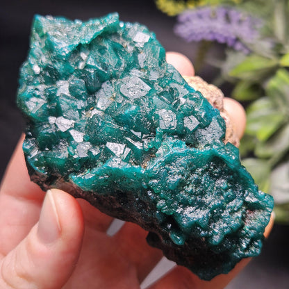 Dioptase Crystal Cluster from Congo 145.35g
