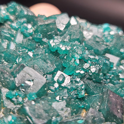 Dioptase Crystal Cluster from Congo 79.41g