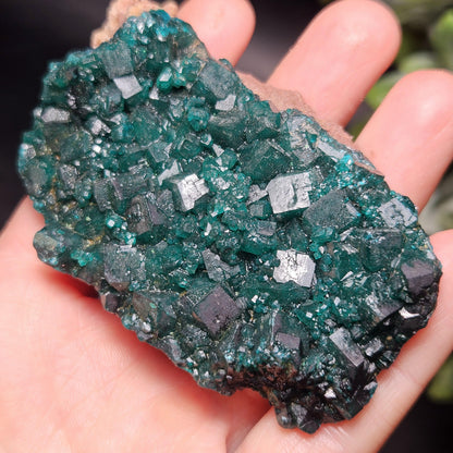 Dioptase Crystal Cluster from Congo 79.41g