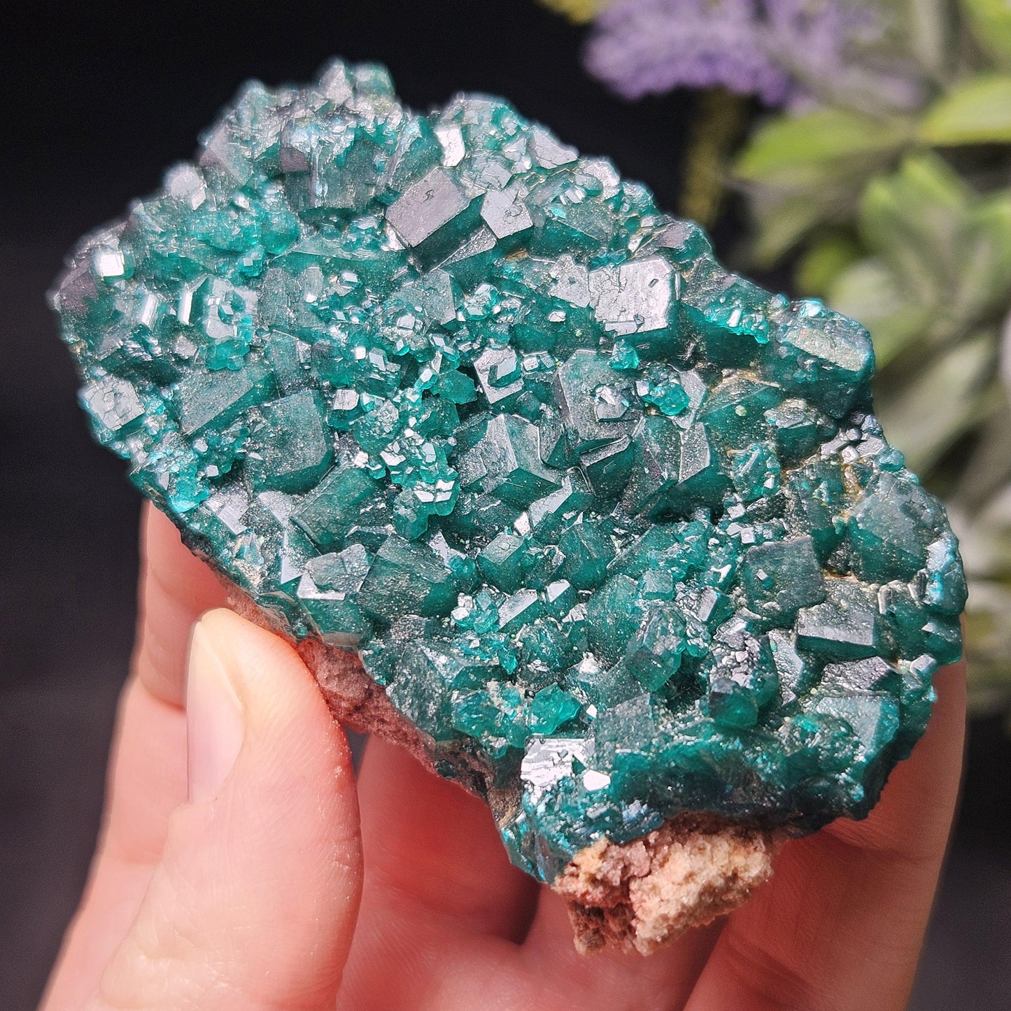 Dioptase Crystal Cluster from Congo 79.41g