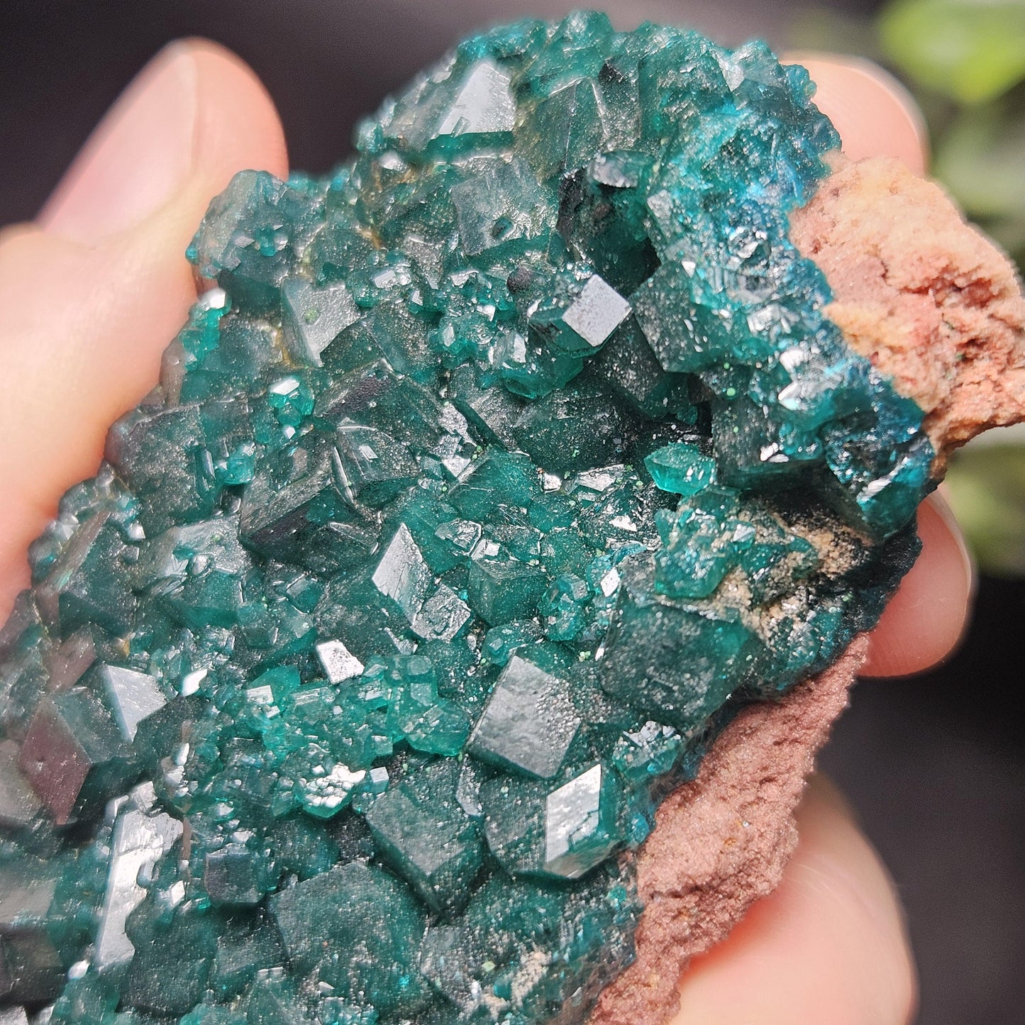 Dioptase Crystal Cluster from Congo 79.41g