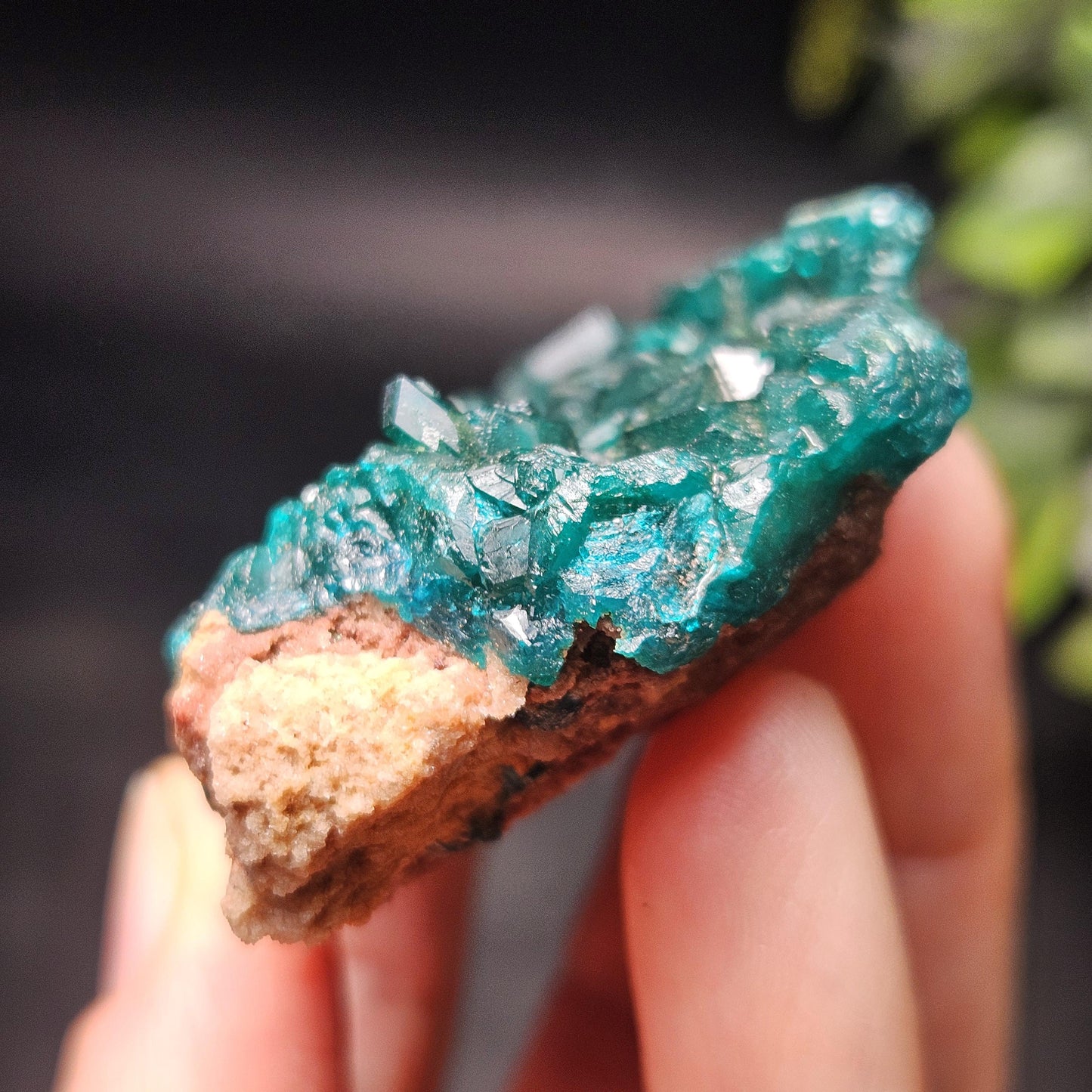 Dioptase Crystal Cluster from Congo 79.41g