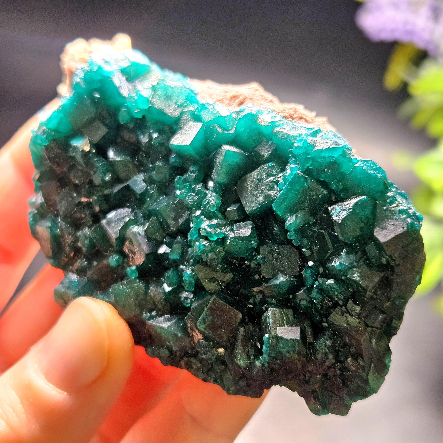 Dioptase Crystal Cluster from Congo 79.41g