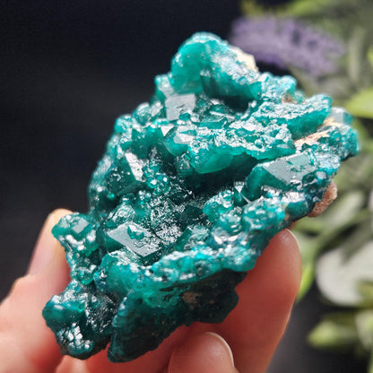 Dioptase Crystal Cluster from Congo 81.09g