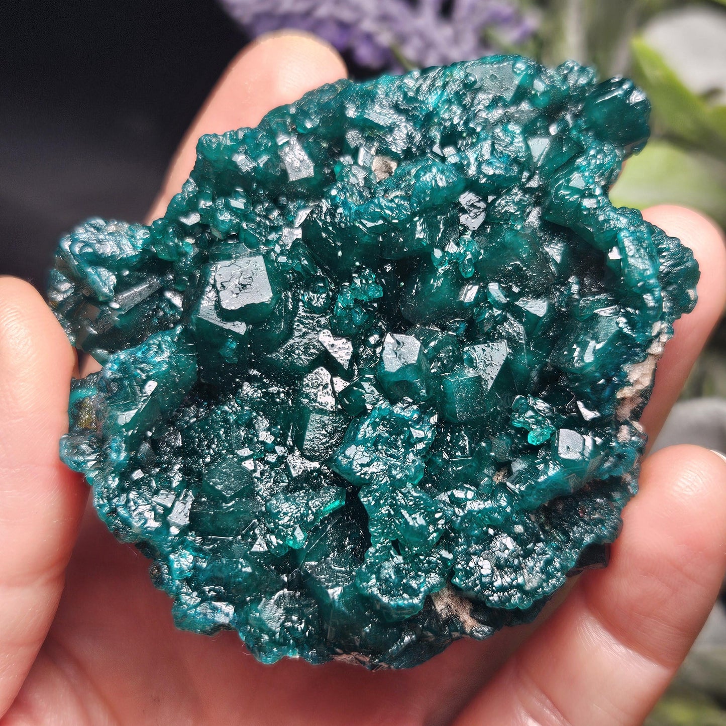 Dioptase Crystal Cluster from Congo 81.09g