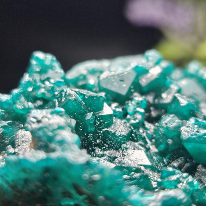 Dioptase Crystal Cluster from Congo 81.09g