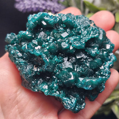 Dioptase Crystal Cluster from Congo 81.09g