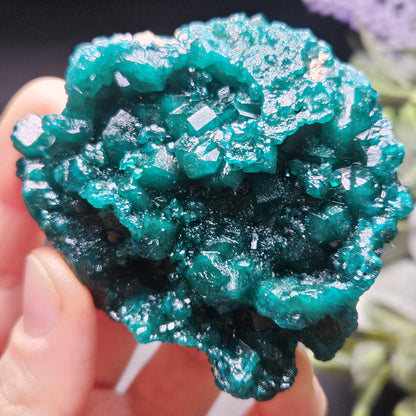 Dioptase Crystal Cluster from Congo 81.09g