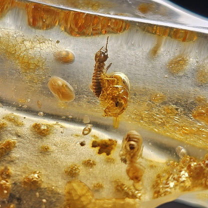 Enhydro Amber with MOVING Bubbles, 6.57g
