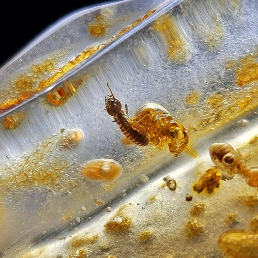 Enhydro Amber with MOVING Bubbles, 6.57g