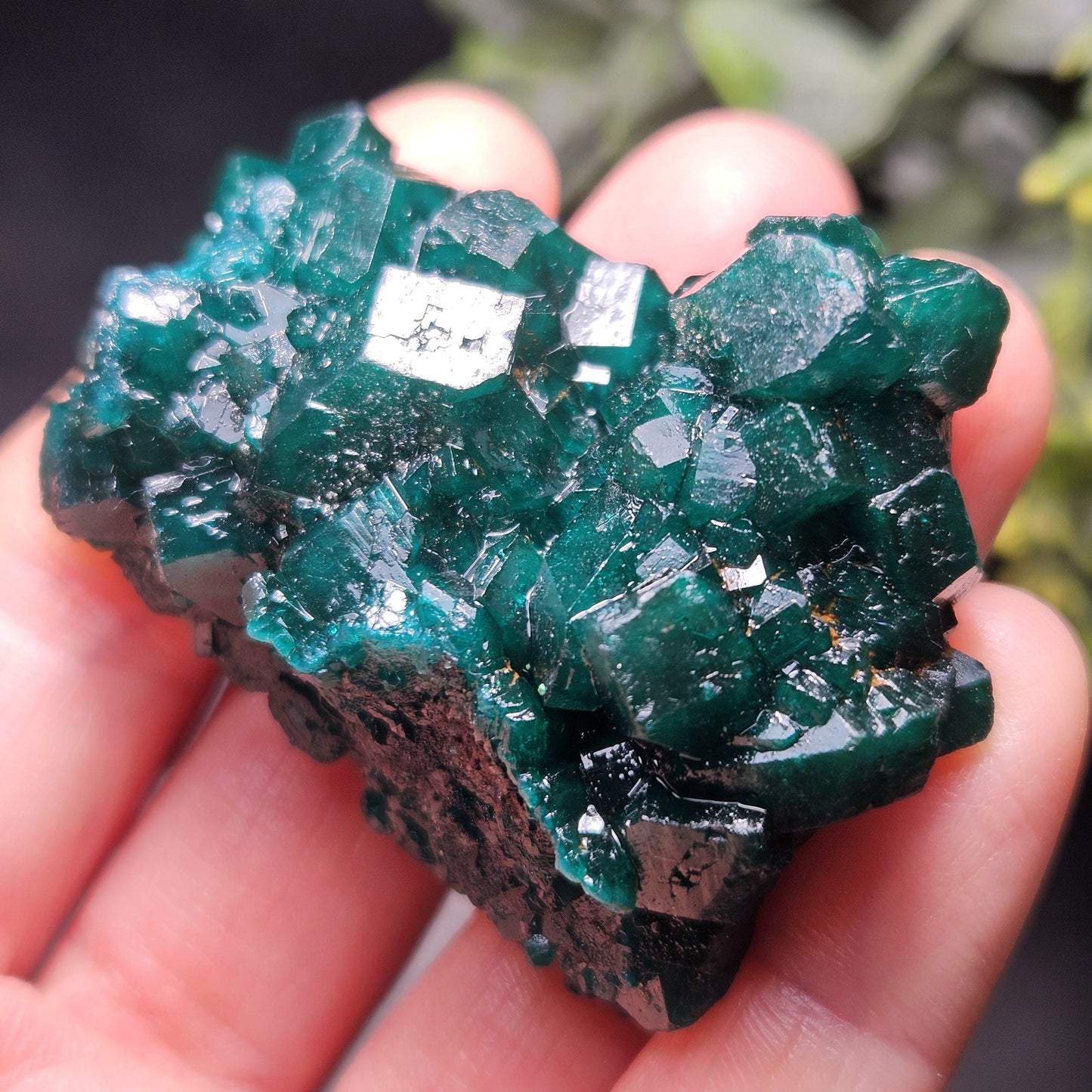 Dioptase Crystal Cluster from Congo 39.69g