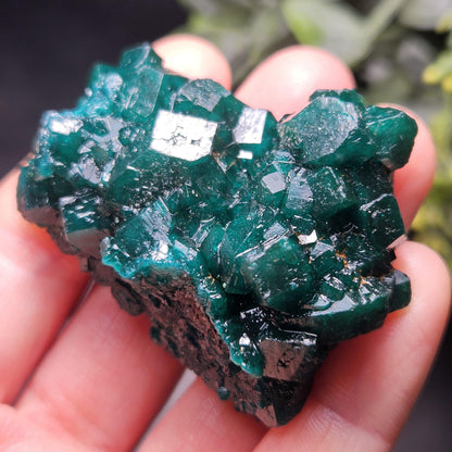 Dioptase Crystal Cluster from Congo 39.69g
