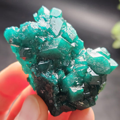 Dioptase Crystal Cluster from Congo 39.69g