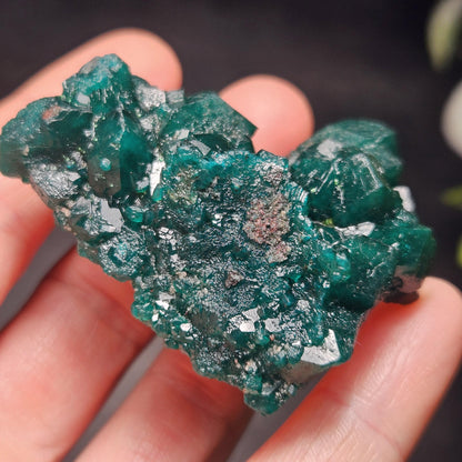 Dioptase Crystal Cluster from Congo 39.69g